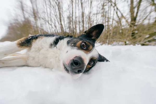 Close Van Schattige Zwart Witte Hond Winter Forest — Stockfoto