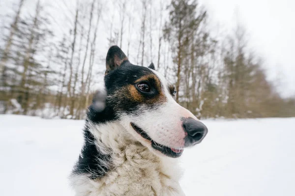 Stäng Upp Söt Svartvit Hund Vinter Skog — Stockfoto