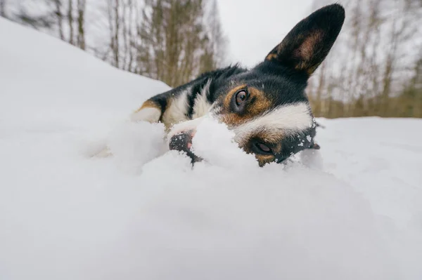 Zamknij Widok Czarno Biały Pies Lesie Zimą — Zdjęcie stockowe