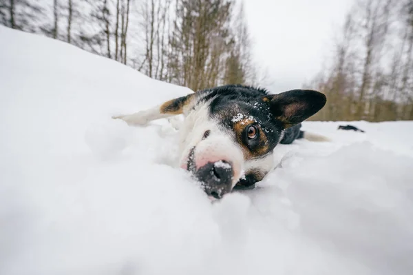 Close Van Schattige Zwart Witte Hond Winter Forest — Stockfoto