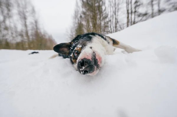 Sevimli Siyah Beyaz Köpek Kış Ormandaki Görünümünü Kapat — Stok fotoğraf