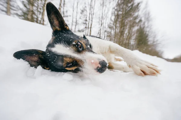 Close Van Schattige Zwart Witte Hond Winter Forest — Stockfoto