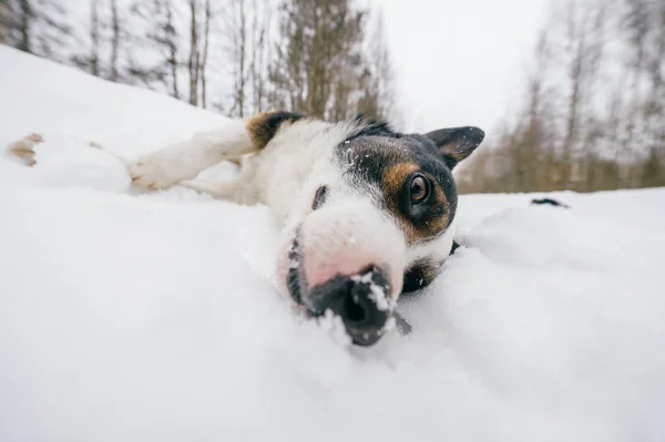 Zár Megjelöl Kilátás Téli Erdőben Aranyos Fekete Fehér Kutya — Stock Fotó