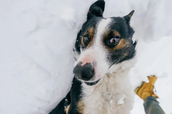 Gedeeltelijke Weergave Van Eigenaar Leuke Zwarte Witte Hond Winter Forest — Stockfoto