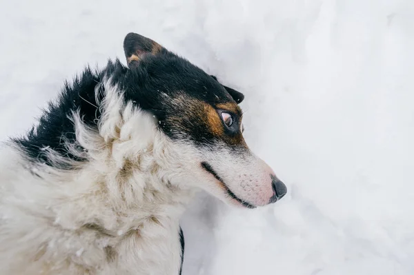 Close View Cute Black White Dog Winter Forest — Stock Photo, Image