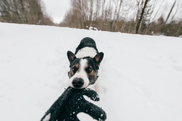 Visão Parcial Proprietário Bonito Cão Preto Branco Floresta Inverno — Fotografia de Stock