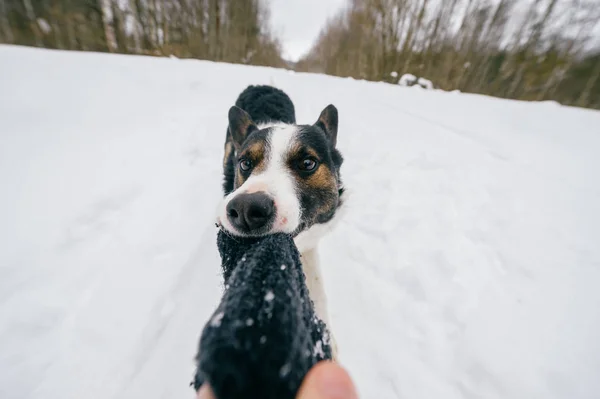 Vue Partielle Propriétaire Mignon Chien Noir Blanc Dans Forêt Hiver — Photo