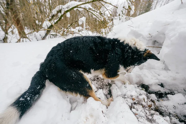 Close View Cute Black White Dog Winter Forest — Stock Photo, Image