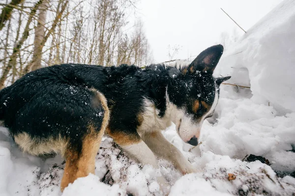 Крупним Планом Вид Милої Чорно Білої Собаки Зимовому Лісі — стокове фото