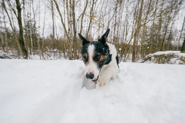 Close View Cute Black White Dog Winter Forest — Stock Photo, Image