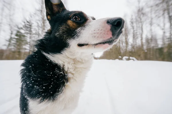 Close View Cute Black White Dog Winter Forest — Stock Photo, Image