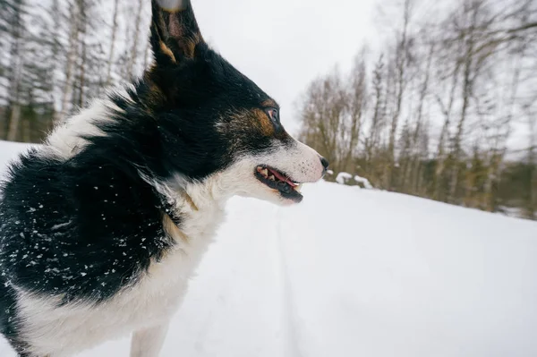 Zblízka Pohled Roztomilé Černé Bílé Psa Zimě Lese — Stock fotografie