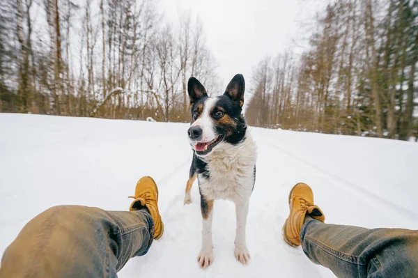 Частковий Вид Власника Милий Чорно Білий Собака Зимовому Лісі — стокове фото