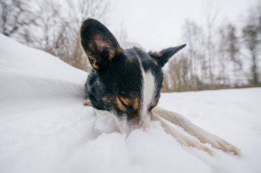 sevimli siyah ve beyaz köpek kış ormandaki görünümünü kapat