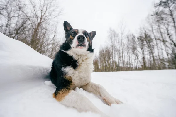 Close View Cute Black White Dog Winter Forest — Stock Photo, Image