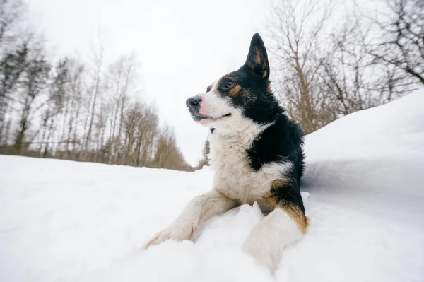 Close View Cute Black White Dog Winter Forest — Stock Photo, Image