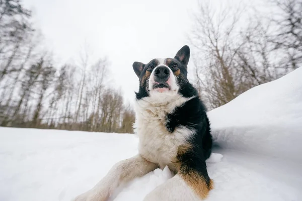 Zár Megjelöl Kilátás Téli Erdőben Aranyos Fekete Fehér Kutya — Stock Fotó