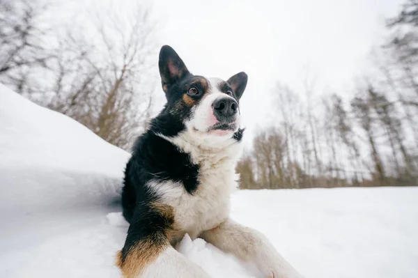 Vue Rapprochée Chien Noir Blanc Mignon Dans Forêt Hiver — Photo