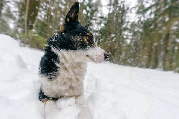 Крупный План Симпатичной Черно Белой Собаки Зимнем Лесу — стоковое фото