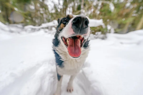 Close View Cute Black White Dog Winter Forest — Stock Photo, Image