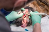 částečný pohled provádět operaci nemocný pes ve veterinární klinice vet