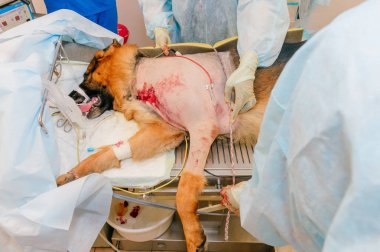 Veterinerler hayvan hastalıklarıyla ilgili klinik hasta köpek için ameliyat yapma kısmi görünümünü