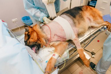 Veteriner cerrahi hasta köpek veteriner Kliniği içinde yapma kısmi görünümünü