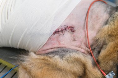 hayvan hastalıklarıyla ilgili klinik hasta köpek görünümünü kapat