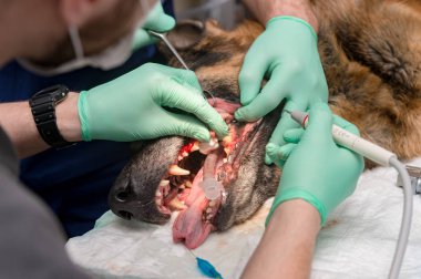 Veterinerler hayvan hastalıklarıyla ilgili klinik hasta köpek için ameliyat yapma kısmi görünümünü
