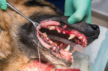 Veterinerler hayvan hastalıklarıyla ilgili klinik hasta köpek için ameliyat yapma kısmi görünümünü