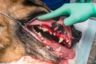Veteriner cerrahi hasta köpek veteriner Kliniği içinde yapma kısmi görünümünü