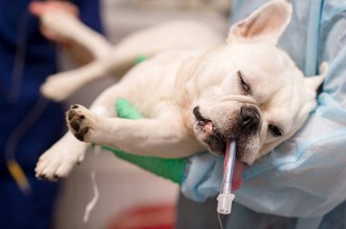 Klinikte operasyondan sonra Fransız Bulldog tutan veteriner kırpılmış çekim