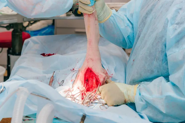 Állatorvosok Hogy Műtét Beteg Kutya Állat Egészségügyi Klinikán Részleges Megtekintése — Stock Fotó