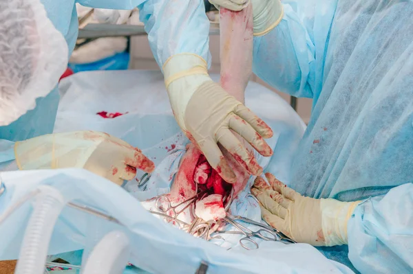 partial view of vets making surgery to sick dog in veterinary clinic