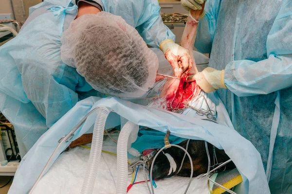 Visão Parcial Veterinários Que Fazem Cirurgia Cão Doente Clínica Veterinária — Fotografia de Stock