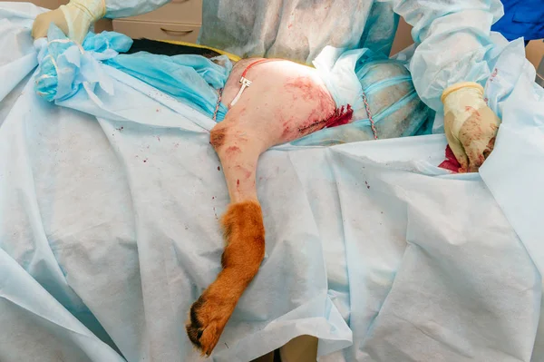 partial view of vet making surgery to sick dog in veterinary clinic