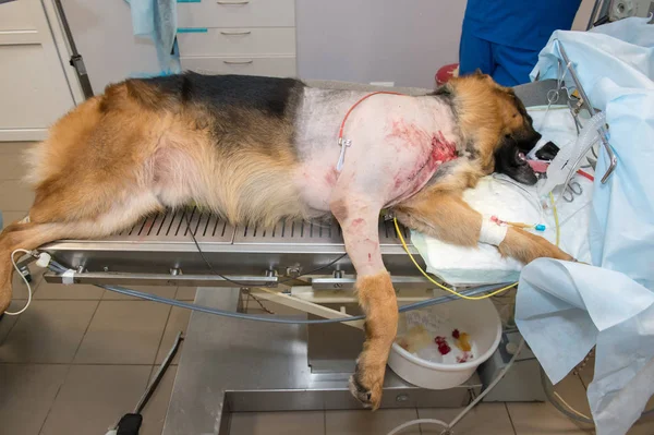 close up view of sick dog in veterinary clinic
