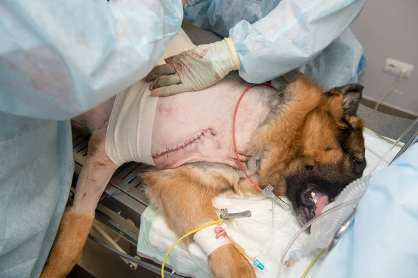 partial view of vets making surgery to sick dog in veterinary clinic