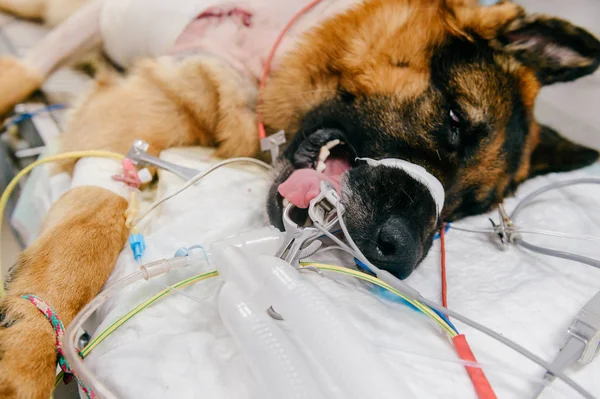 close up view of sick dog in veterinary clinic