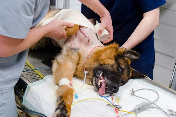 Vista Parcial Veterinarios Haciendo Cirugía Perro Enfermo Clínica Veterinaria — Foto de Stock