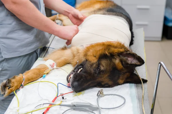 Veteriner cerrahi hasta köpek veteriner Kliniği içinde yapma kısmi görünümünü