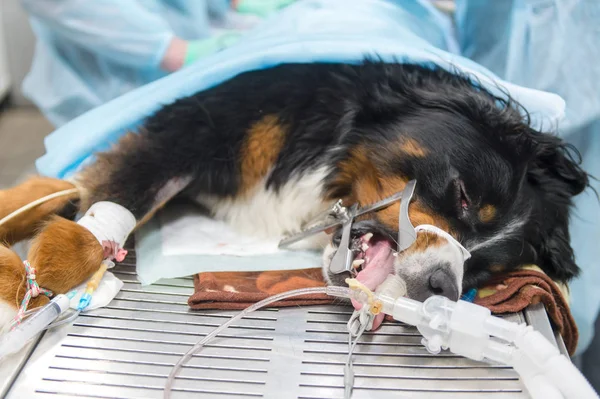 Visão Parcial Veterinários Que Fazem Cirurgia Cão Doente Clínica Veterinária — Fotografia de Stock