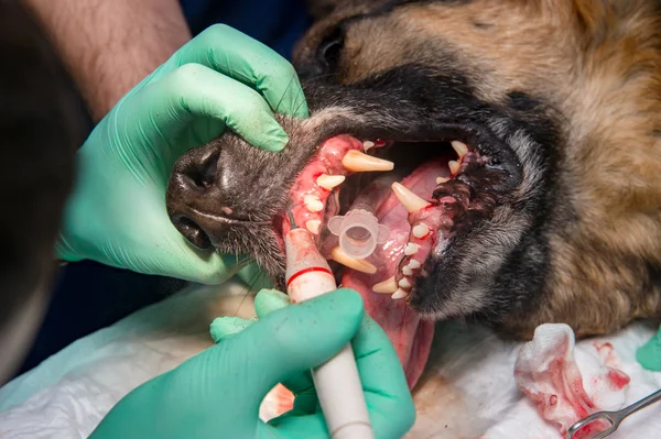 partial view of vets making surgery to sick dog in veterinary clinic