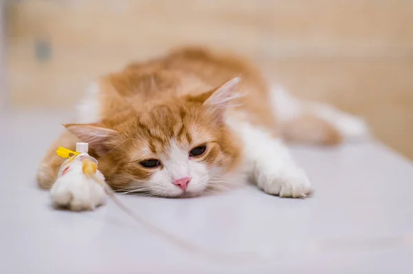 Veterinerlik kliniğinde operasyondan sonra kedi