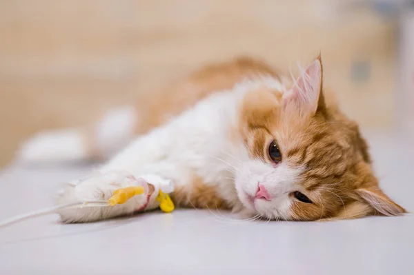 Кошка После Операции Ветеринарной Клинике — стоковое фото