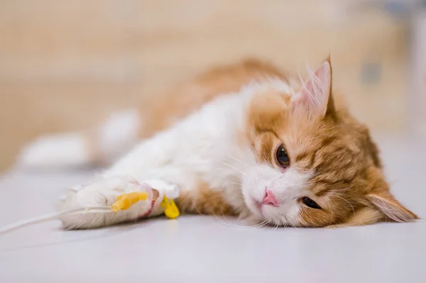 Veterinerlik kliniğinde operasyondan sonra kedi