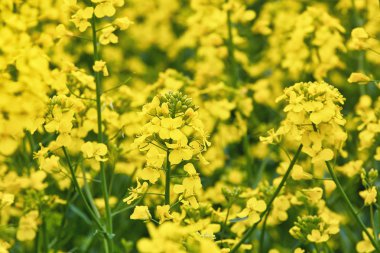 Alan, seçici odak bitkilerde kolza tohumu