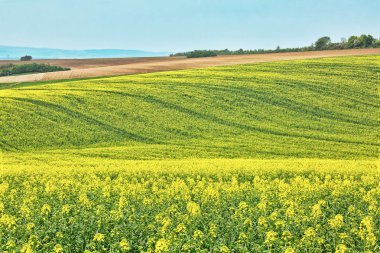 Kolza tohumu bir güneşli bahar gününde sahada. Güney Moravia, Çek Cumhuriyeti.