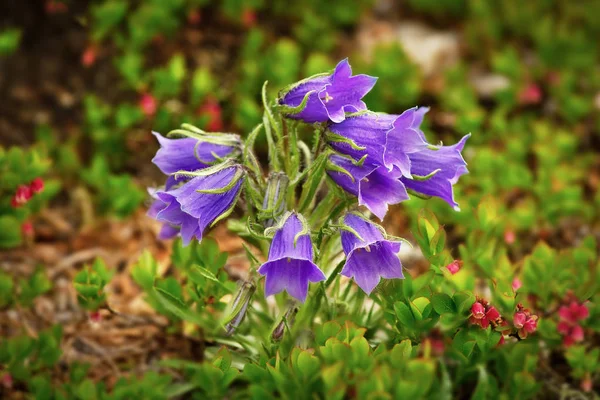 Mountain Lila Blommor Våren Blomstertema — Stockfoto