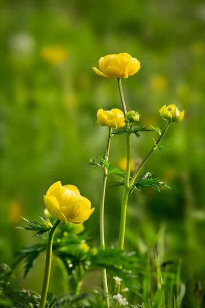 Anémone Jaune Dans Prairie Printemps Thème Floral Extérieur — Photo